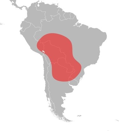 Essas formigas são nativas das áreas tropicais da América Central e do Sul, ocupando uma região que se estende do sudeste do Peru até o centro da Argentina e ao sul do Brasil. No Índice de Schmidt, essa picada é classificada como 1,2. 