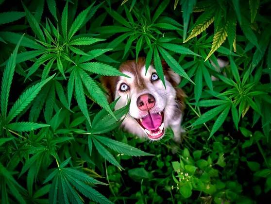 Esse cachorrinho parece superfeliz olhando para o céu no meio das plantas. Não à toa, a foto se chama “então esta é a fonte da felicidade”.