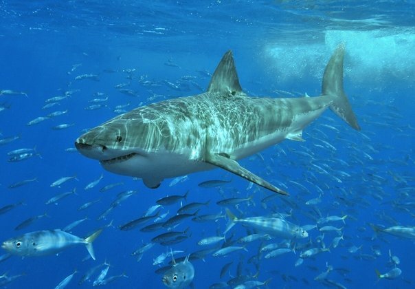 Esse tipo de tubarão tem, em média, 4 metros de comprimento (machos) ou 5 metros (fêmeas), com mais de 2 toneladas de peso.