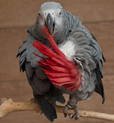 Esses papagaios conseguem imitar com precisão diversos sons do ambiente, além de vozes dos mais variados timbres. Tal aptidão pode se explicar pela emissão de sons variados que servem de alarme quando estão na natureza. 