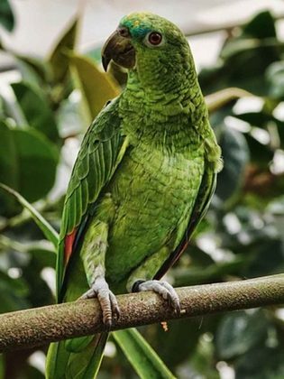 Esses pássaros são conhecidos por sua habilidade de imitar a fala humana. Além disso, alguns papagaios podem associar palavras com seus significados e têm capacidade de aprendizado. 