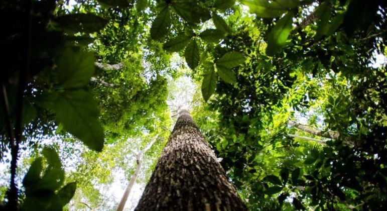 Estado do Amazonas - curiosidades sobre o maior estado brasileiro