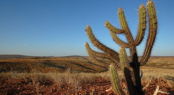 Estados da região Nordeste - Característica geográfica, clima e vegetação