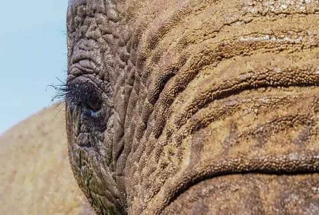 Este elefante, com belos olhos e cílios, é outro que quer vencer o concurso nas redes sociais. 