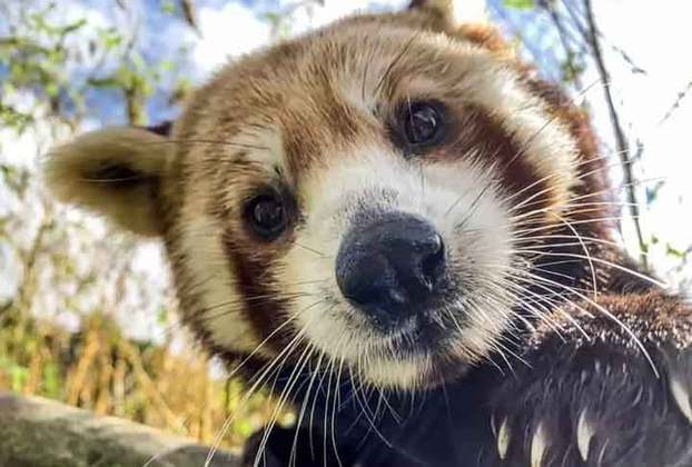 Este panda vermelho, que também gosta das câmeras, é mais um belo animal que está no concurso de fotos mais cativantes.