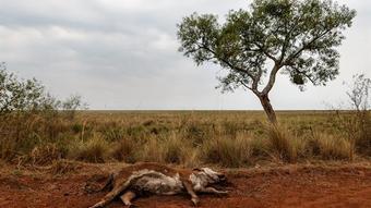 The worst drought in 60 years has hit Argentina’s economy hard – News