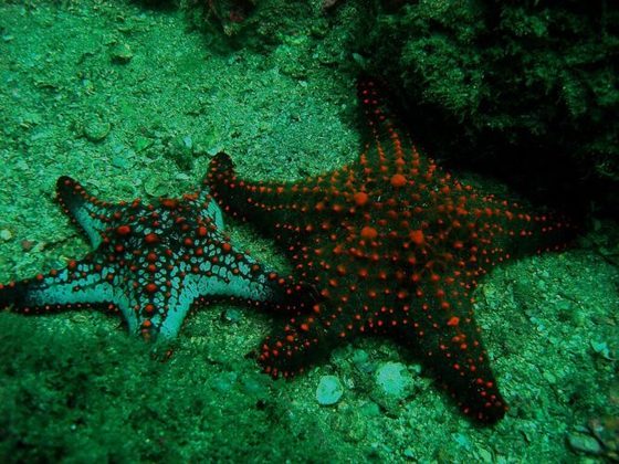 Estrela-do-mar- O equinodermo é um dos animais marinhos mais lentos, atingindo 0,09 km/h. Possui 5 braços, é carnívora, mas também se alimenta de algumas algas e matérias orgânicas.