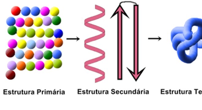 Estrutura Das Proteínas O Que é Definição Tipos E Características 7992