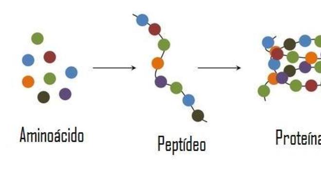 Estrutura das proteínas, o que é? Definição, tipos e características