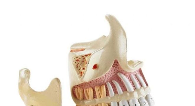 Estrutura dos dente - tipos, anatomia e o temido dente siso