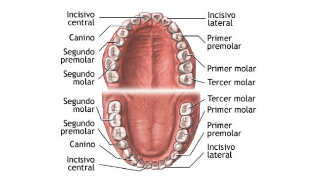 Estrutura dos dente - tipos, anatomia e o temido dente siso