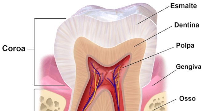 Estrutura dos dente - tipos, anatomia e o temido dente siso