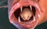 Um estudante de biologia marinha da Cidade do Cabo, capital da África do Sul, fotografou um peixe com um parasita no lugar da língua