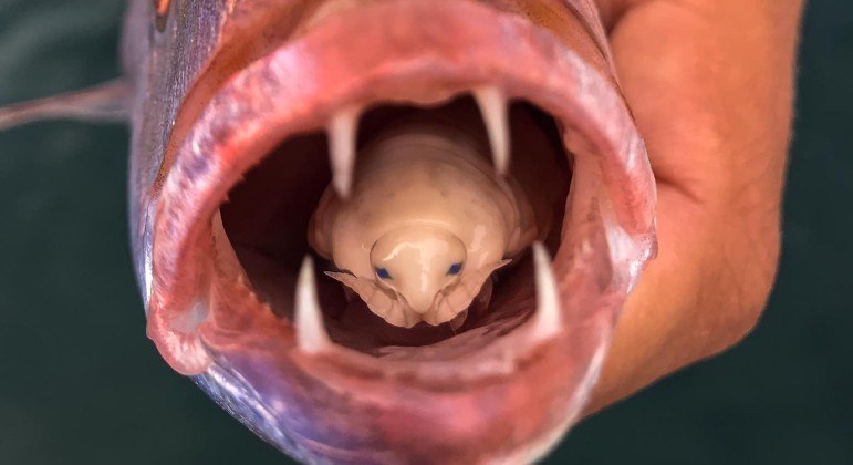 Peixe com parasita no lugar da língua foi clicado por estudante de biologia, na África do Sul