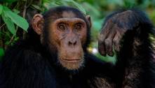 Estudo diz que macacos sofrem abuso e são torturados para chamar atenção nas redes sociais