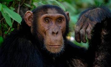 Estudo diz que macacos são torturados nas redes  (Francesco Ungaro/Pexels)