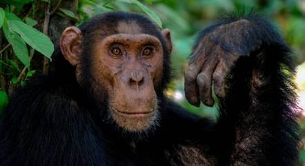 Macacos são vítimas de abusos e torturas