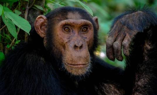 Estudo diz que macacos são torturados nas redes  (Francesco Ungaro/Pexels)
