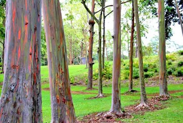 Eucalipto- Oriundo da Austrália e Tasmânia, na Oceania, pode atingir 75 metros de altura, com 240 centímetros de diâmetro de tronco em seu habitat. As sementes são pequeninas, achatadas e com uma pequena asa. Floresce principalmente na primavera e no outono.