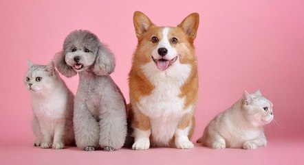 Evento de castração de pets acontece em Francisco Morato, em SP