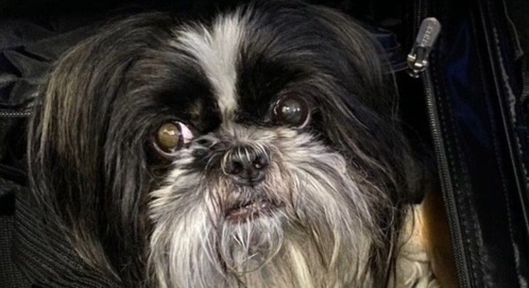 Cachorro da família Bolsonaro é fotografado durante viagem de volta para Brasília