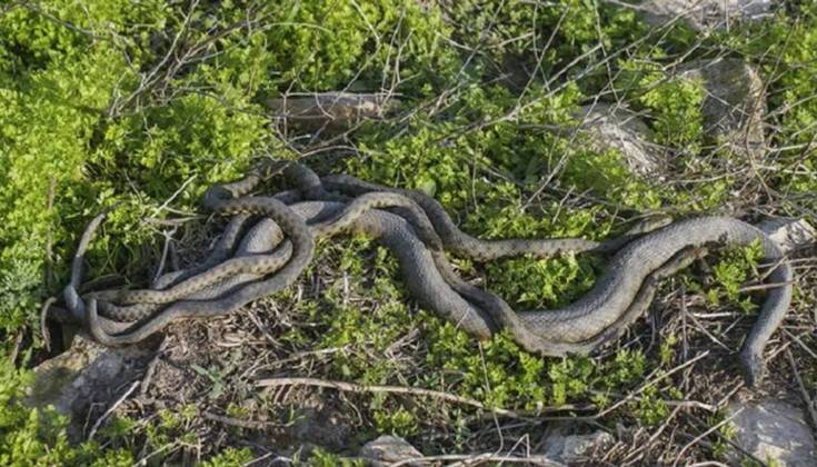 Existem cerca de 400 espécies de cobras no Brasil, sendo 63 delas consideradas peçonhentas ( produzem substância tóxica utilizada para caça ou defesa). Veja as 10 mais venenosas, depois da cobra-coral verdadeira.  