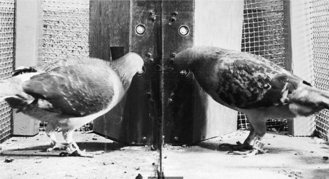 Dois pombos em uma caixa desenvolvida pelo psicólogo BF Skinner são estudados como parte de pesquisa sobre condicionamento operante