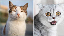 Gatos têm quase 300 expressões faciais diferentes, segundo estudo