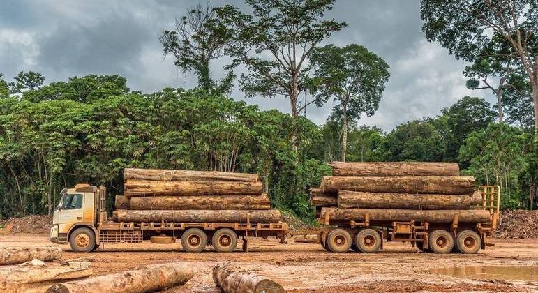 Extração de madeira amazônica atinge área equivalente a três cidades de São Paulo