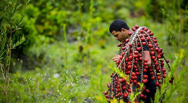 Extrativismo vegetal no Brasil, venha conhecer mais