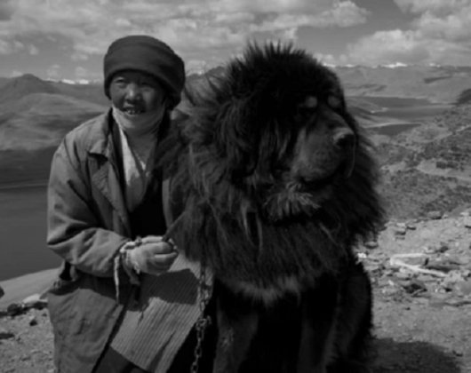 Extremamente raro e primitivo, o Mastim Tibetano é de origem chinesa e também do Tibete e são muito valorizados por guardarem rebanhos e por terem apenas uma ninhada por ano. 
