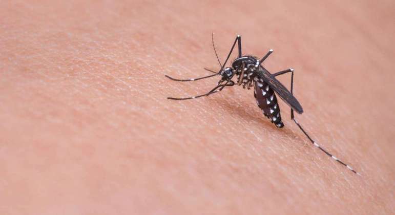 Fábrica de mosquitos possibilita redução de casos de doenças transmitidas pe