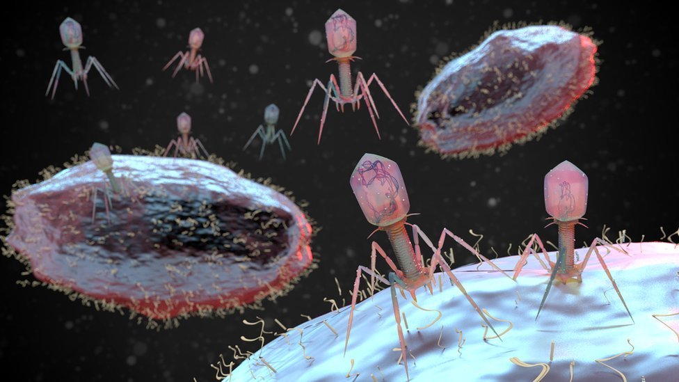 Resultado de imagem para bacteriófagos grandes