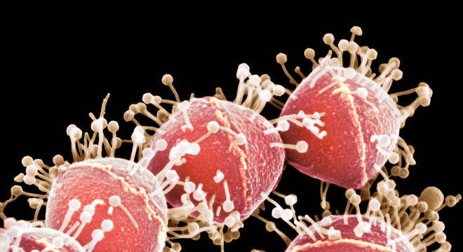 Eletromicrografia mostra fagos atacando bactéria Streptococcus 