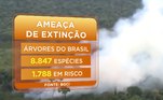 Estima-se que 20% de todas as espécies de árvores que existem no Brasil sejam ameaçadas de extinção e correm o risco de nos próximos anos desaparecer 