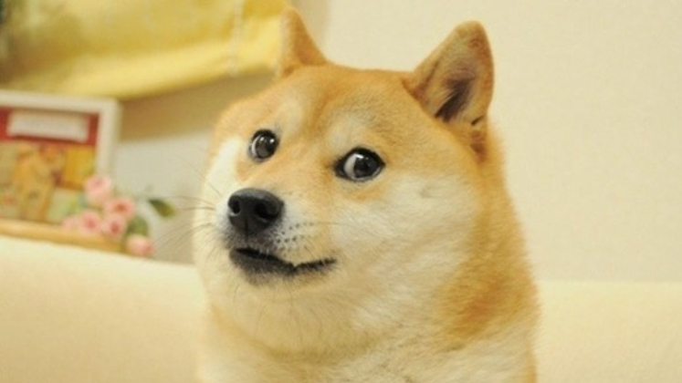 Meme do cachorroImagem simples, mas que gerou muita diversão na internet. Uma cadela da raça Shiba Inu com 