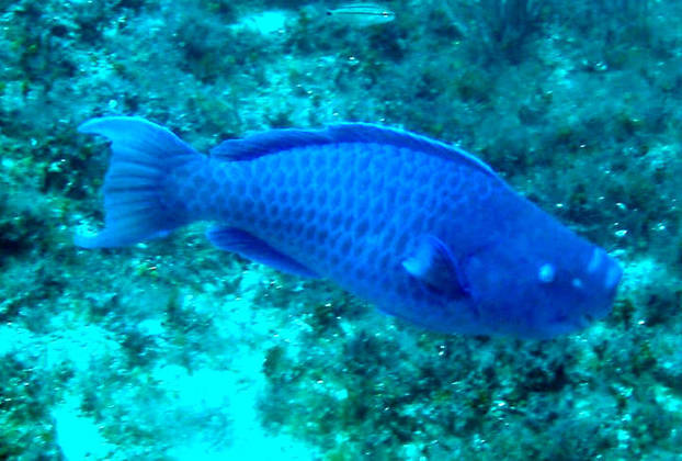 Falando novamente em águas, outro animal exótico que vive por lá é o budião azul. Ele é 