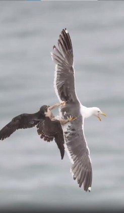 Além de especialista em dar uma lição em pelicanos, o falcão migra
