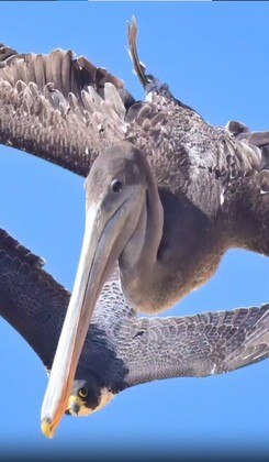 As garras atingiram a cabeça, o bico e outras áreas do pelicano, uma ave imensa e oportunista
