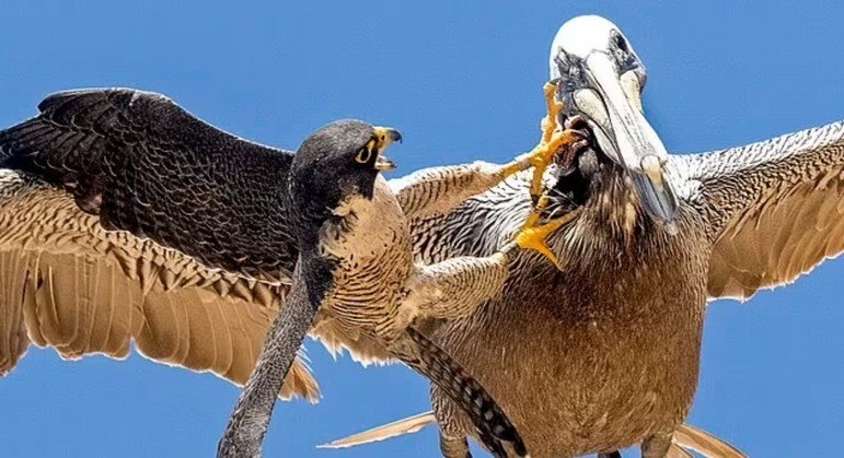 Um falcão-peregrino (Falco peregrinus) mostrou que tamanho não é documento na natureza e aplicou uma surra bem dada em um pelicano imenso