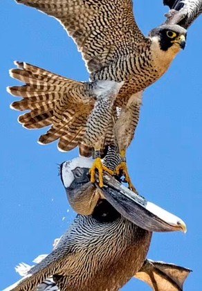 A testemunha acrescenta que o pelicano provavelmente não queria fazer mal ao ninho, mas o falcão não interpretou dessa forma