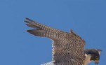 'Quando o pelicano se aproximou da área de nidificação dos falcões-peregrinos, um falcão-macho alerta se preparou para defender seu ninho', afirmou Decker em entrevista à agência Solent News