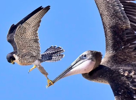 As imagens foram registradas por Decker Nomura, um carteiro que passava pela praia de Torrey Pines, na Califórnia (EUA). Ele publicou tudo no Instagram logo depois