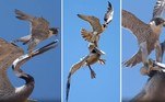 Um falcão-peregrino (Falco peregrinus) mostrou que tamanho não é documento na natureza e aplicou uma surra bem dada em um pelicano imenso que chegou perto demais da área de nidificação