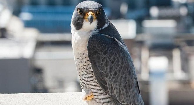 É possível observar falcões-peregrinos voando entre os arranha-céus de Nova York 