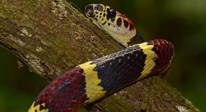 A falsa cobra coral de árvore não era vista em Honduras desde 1965 