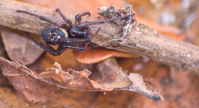 A falsa-viúva-negra costuma se alimentar de insetos, animais invertebrados e até de outras aranhas