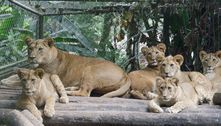 Após votação pública, nome dos seis bebês leões do Zoológico de São Paulo são escolhidos; veja