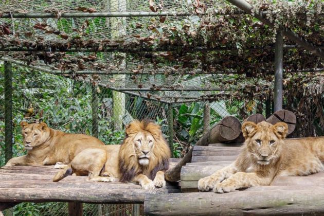 O pai Django nasceu no Zoológico de Copenhagen, na Dinamarca, e chegou ao Zoológico de SP com 1 ano e 4 meses, em 2016. Ele é pai de seis leões, dentre eles dois filhotes com Amira e outros quatro com a Aisha. A mãe Amiranasceu no Zoo SP, em 2018. Ela é filha de Iduma e Erindi, ambos cuidados no Zoológico de SP, e irmã da mãe Aisha