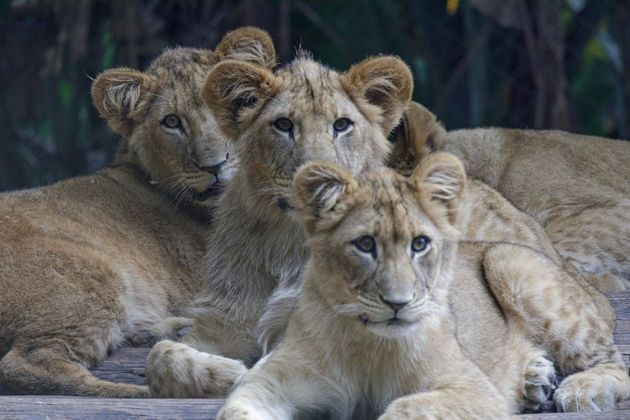 O novo espaço foi reformado para abrigar a família, composta pelas mães, Aisha e Amira, o pai, Django, e os seis filhotes, que viviam em recintos separados no Safari. Em outro ambiente, os visitantes podem ver ainda os avós Iduma e Erindi, e as tias Luanda, Nairóbi e Malawi. No total, 14 leões vivem no Zoo SP atualmente